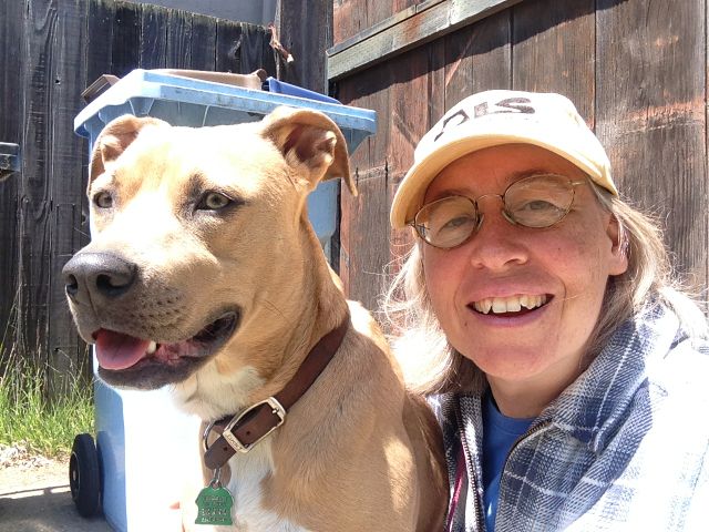 yellow lab/pitbull mix