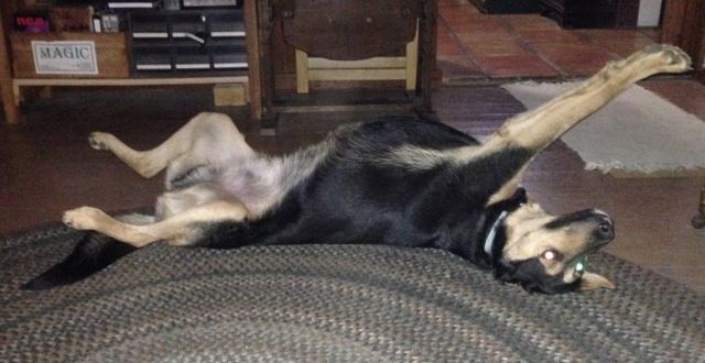 black and tan kenyan village dog